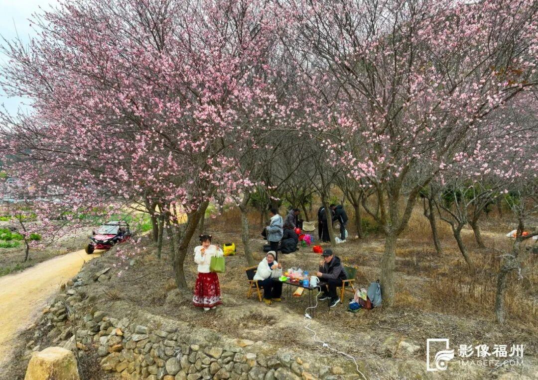 顶流诗意画卷！福州这里百亩百年古梅盛放！