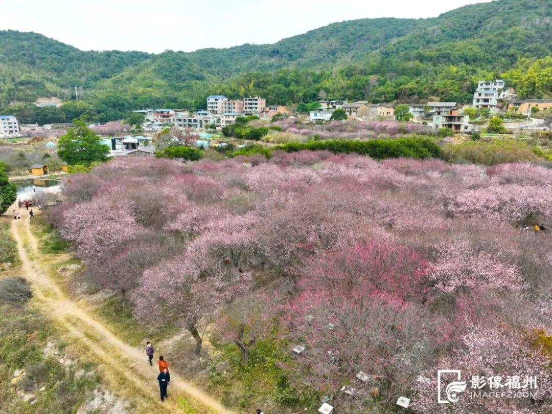 顶流诗意画卷！福州这里百亩百年古梅盛放！