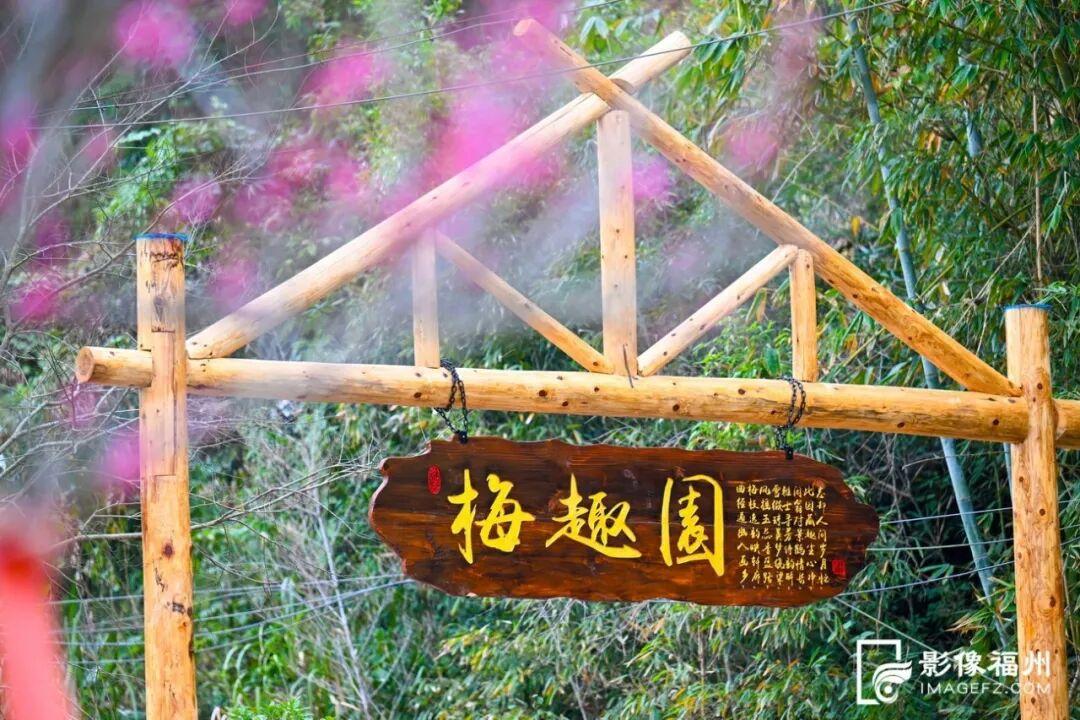 顶流诗意画卷！福州这里百亩百年古梅盛放！