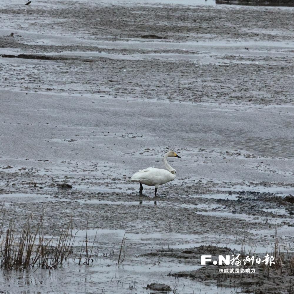 三只小天鹅的湿地奇遇