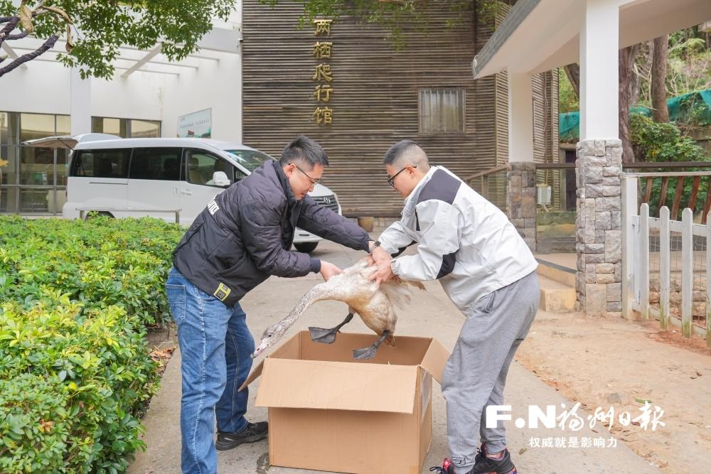 三只小天鹅的湿地奇遇