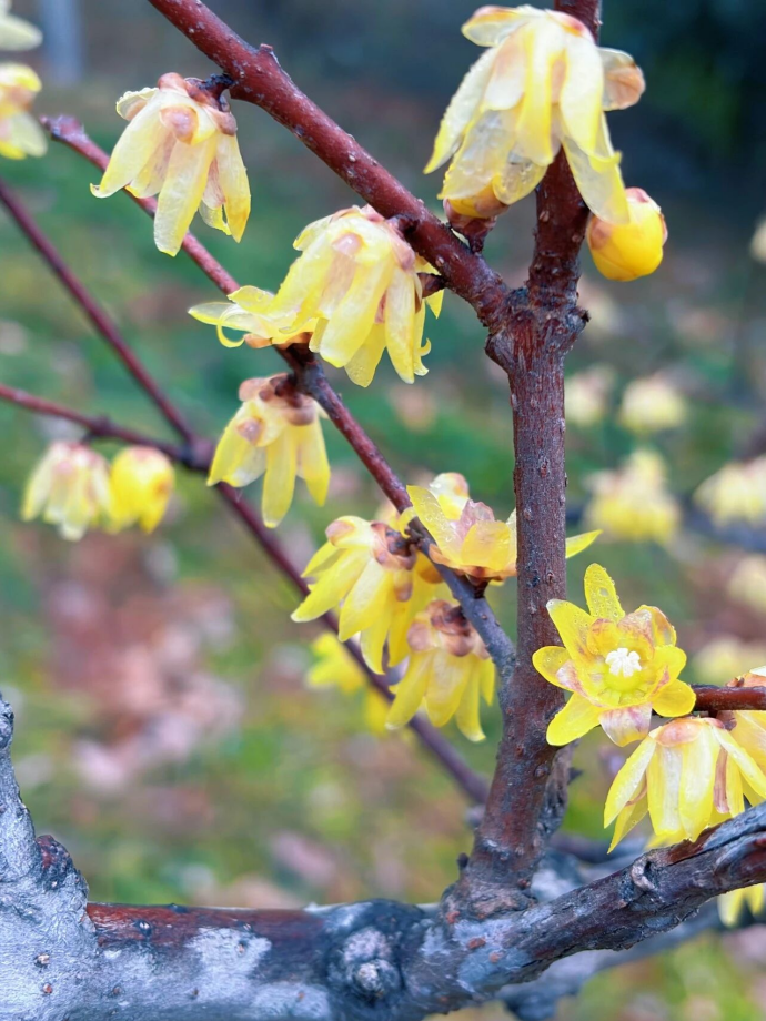 好美啊!成片蜡梅开了!就在鼓岭 好美啊!成片蜡梅开了!就在鼓岭