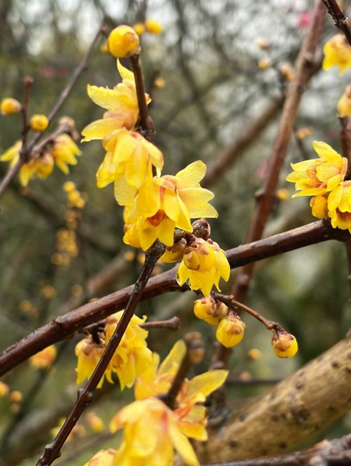 好美啊!成片蜡梅开了!就在鼓岭 好美啊!成片蜡梅开了!就在鼓岭
