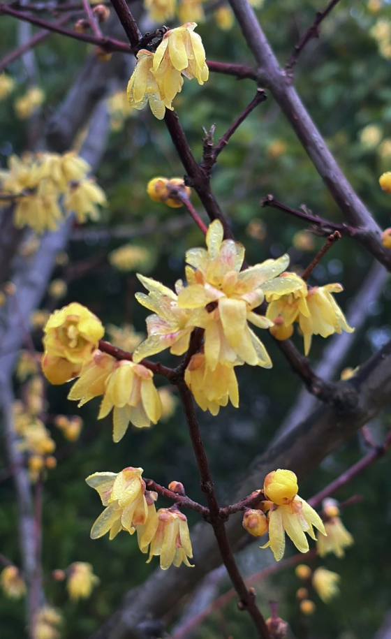 好美啊!成片蜡梅开了!就在鼓岭 好美啊!成片蜡梅开了!就在鼓岭