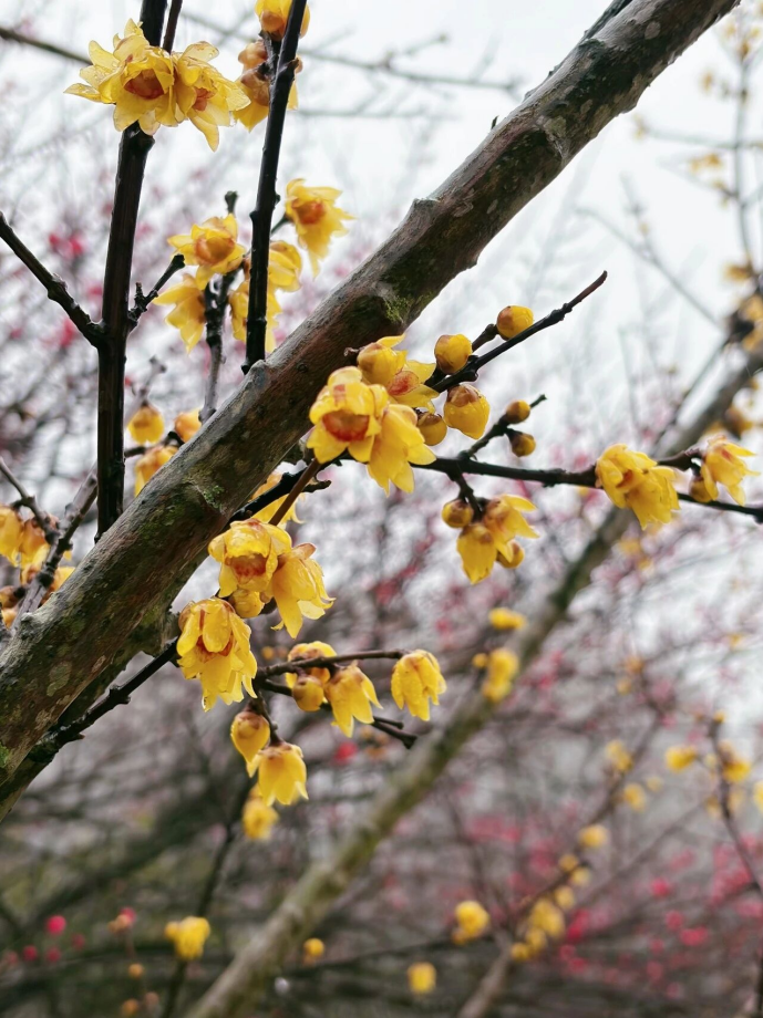 好美啊!成片蜡梅开了!就在鼓岭 好美啊!成片蜡梅开了!就在鼓岭