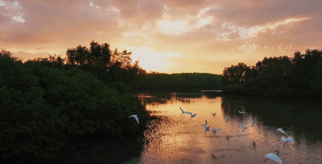 微视频｜守护“地球之肾”