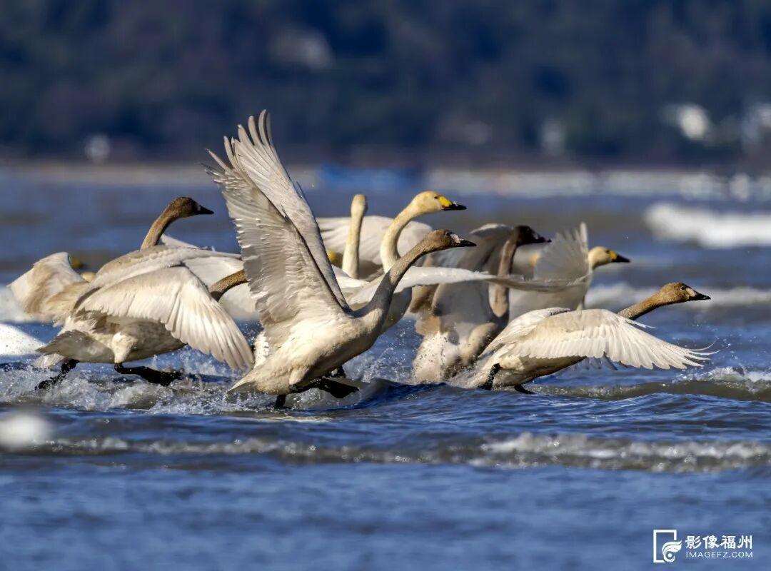 看，福州湿地美成多彩调色盘！