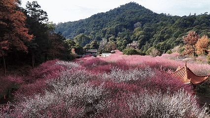 寻香觅春正当时 鼓山梅里三千株梅花绽放