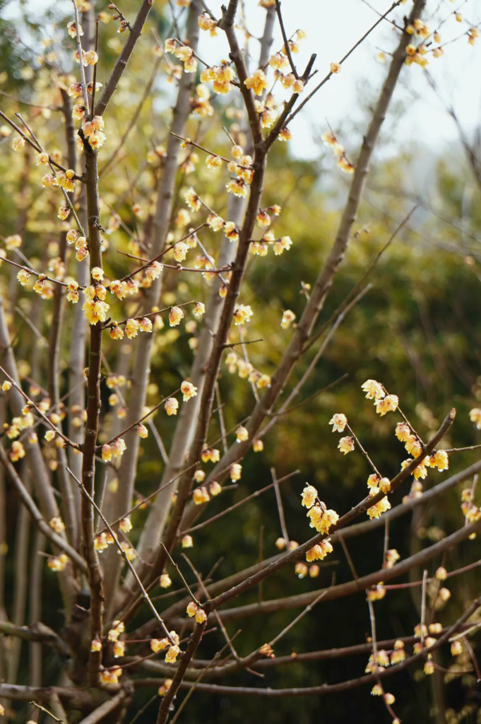 今日立春，又到赏花好时节！福州这些宝藏花海，约不约？