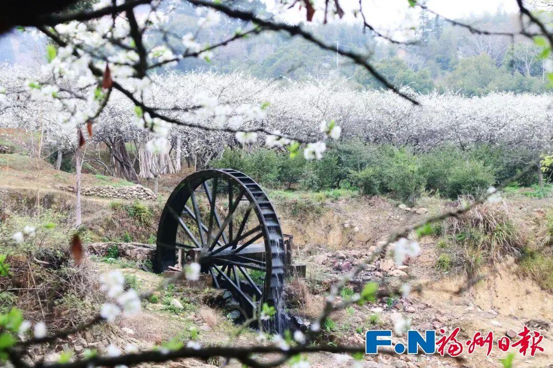 今日立春，又到赏花好时节！福州这些宝藏花海，约不约？
