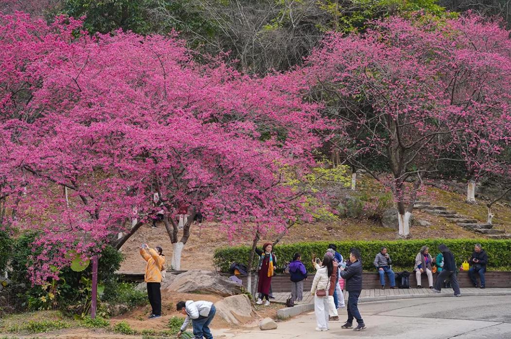 福州开启浪漫赏樱季！