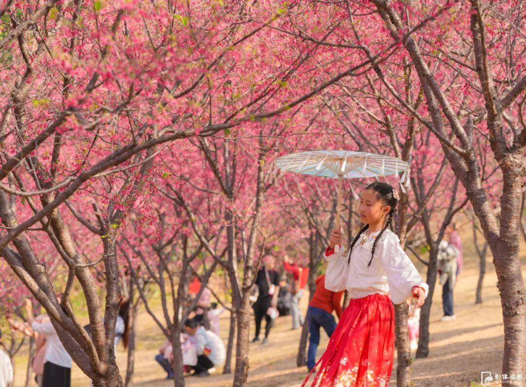 福州开启浪漫赏樱季！