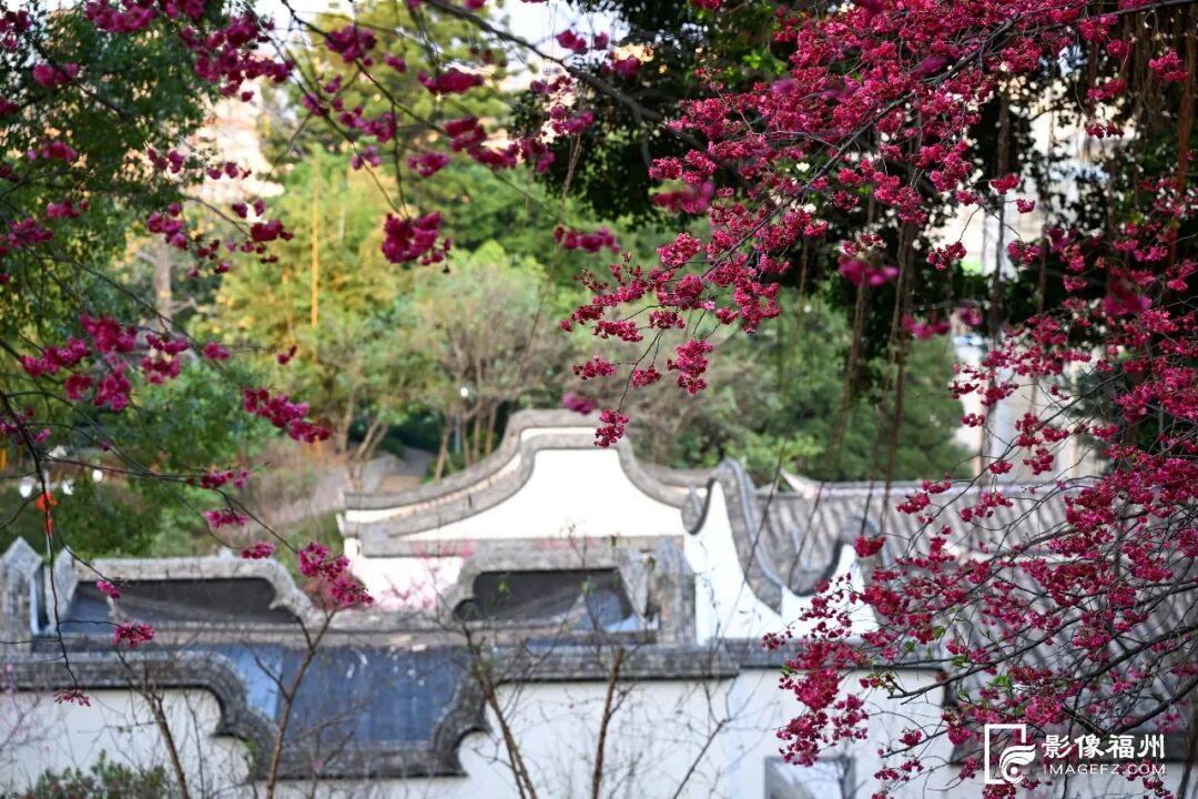 福州开启浪漫赏樱季！