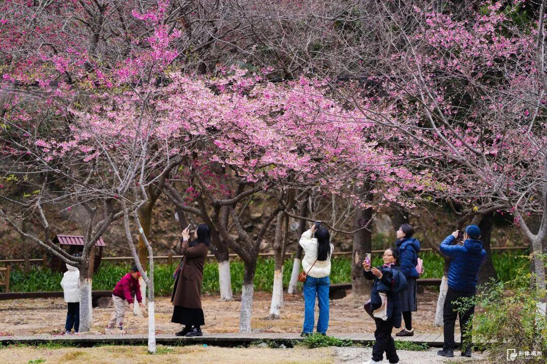 福州开启浪漫赏樱季！