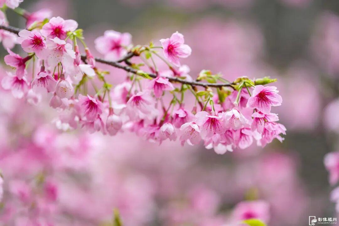 福州开启浪漫赏樱季！