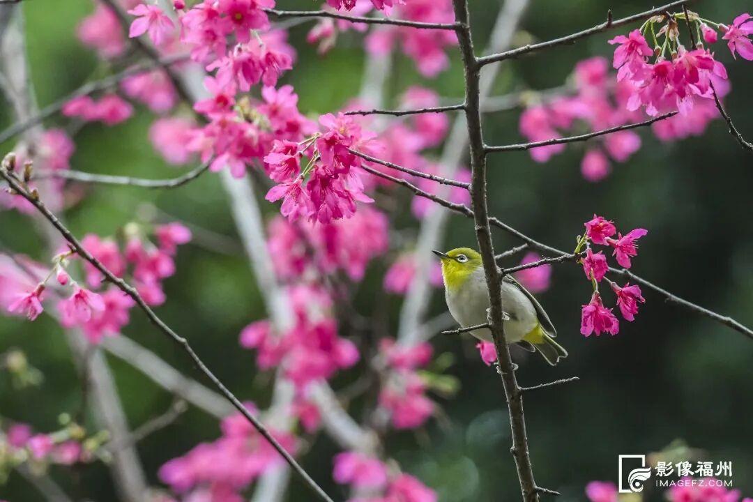 福州开启浪漫赏樱季！