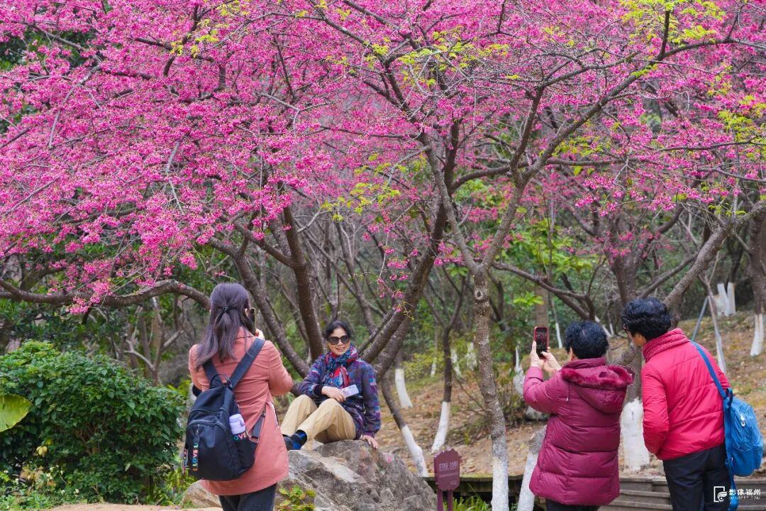 福州开启浪漫赏樱季！