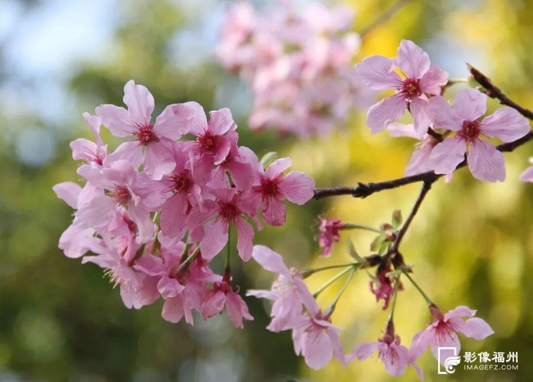 福州开启浪漫赏樱季！