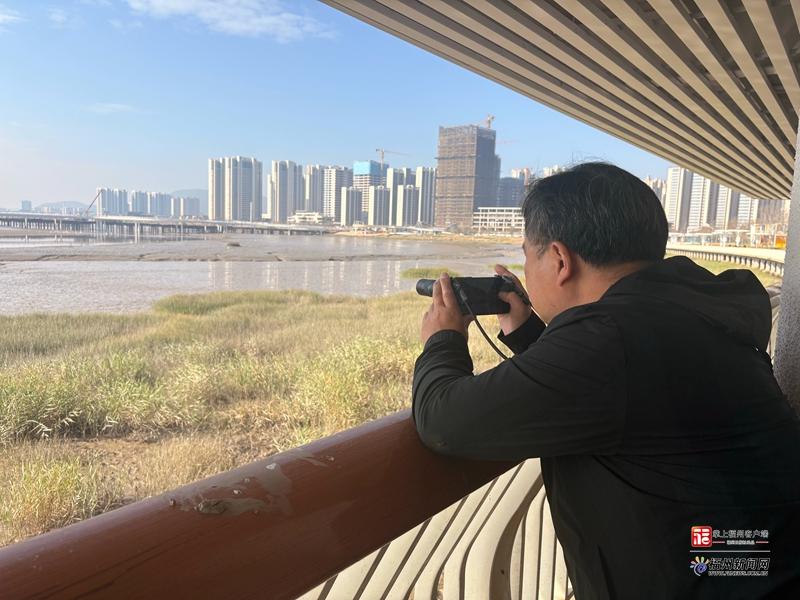 福清城区再次观测到黑脸琵鹭