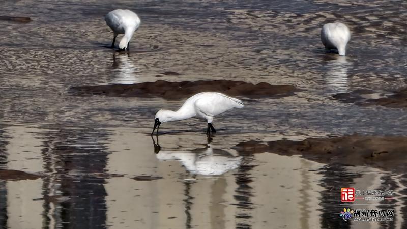 福清城区再次观测到黑脸琵鹭