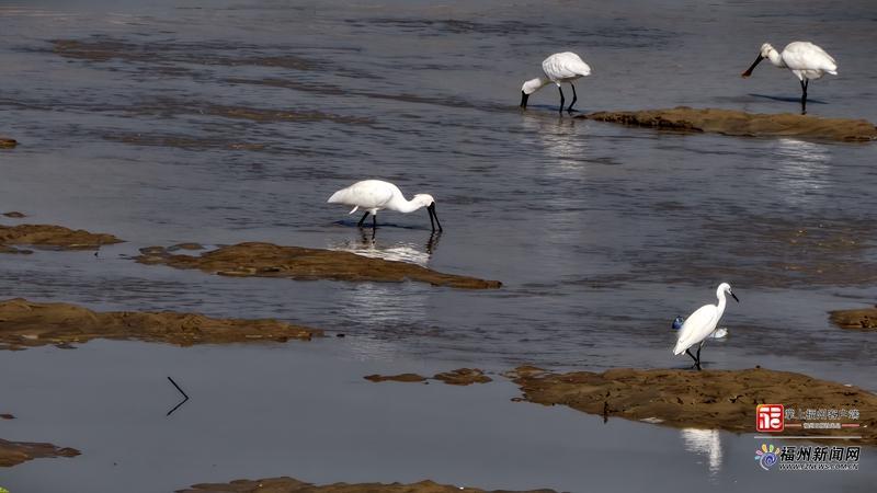 福清城区再次观测到黑脸琵鹭