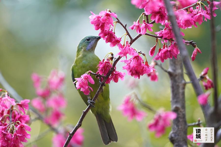 读城｜西湖秋千椅上线 这个游园雅趣在福州流传千年