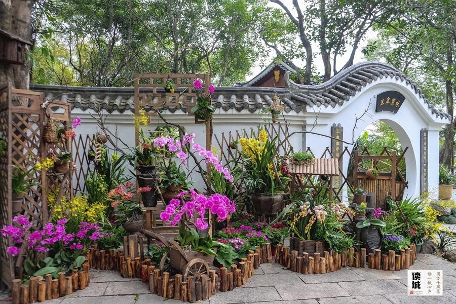读城｜幽兰贺岁21年不缺席！福州于山兰花展正月初一开幕