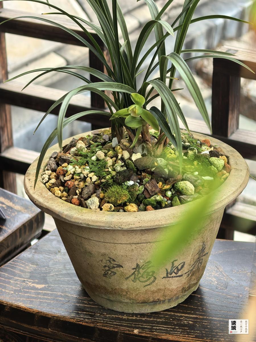 读城｜幽兰贺岁21年不缺席！福州于山兰花展正月初一开幕