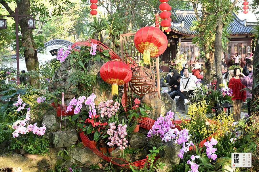读城｜幽兰贺岁21年不缺席！福州于山兰花展正月初一开幕