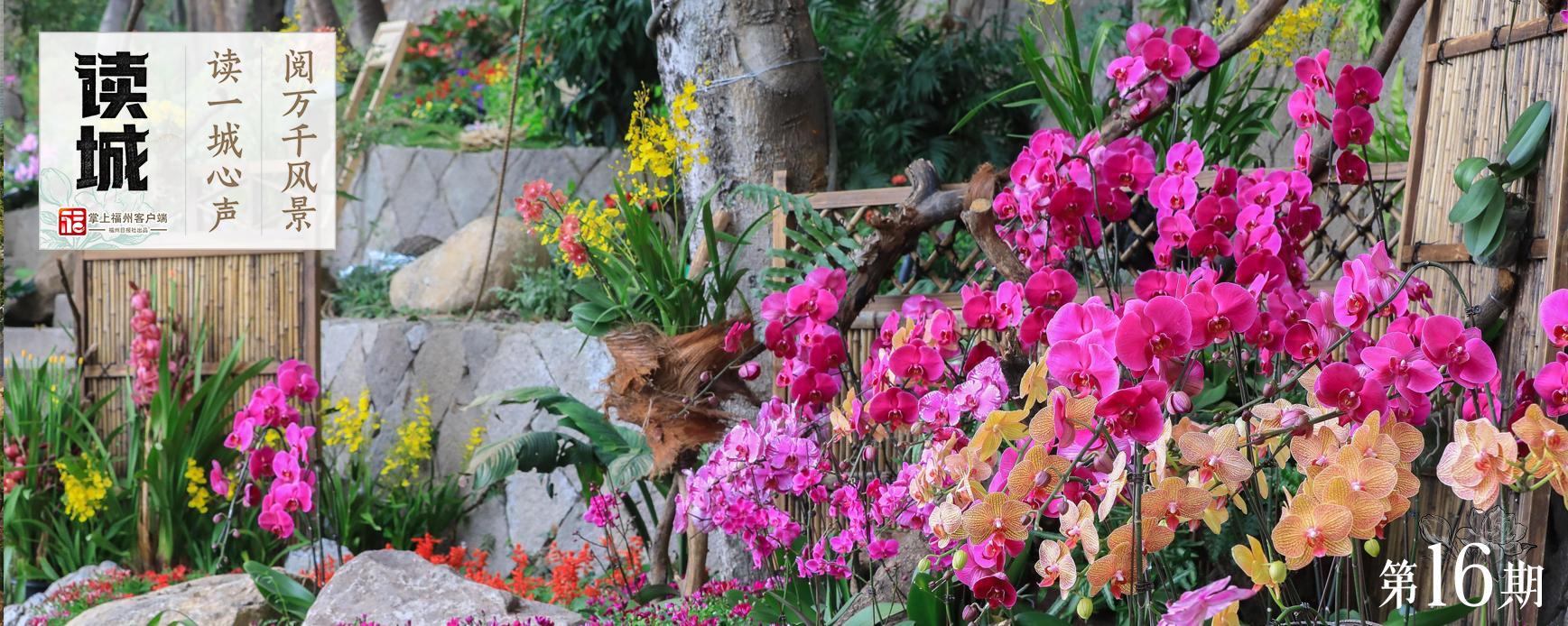 读城｜幽兰贺岁21年不缺席！福州于山兰花展正月初一开幕