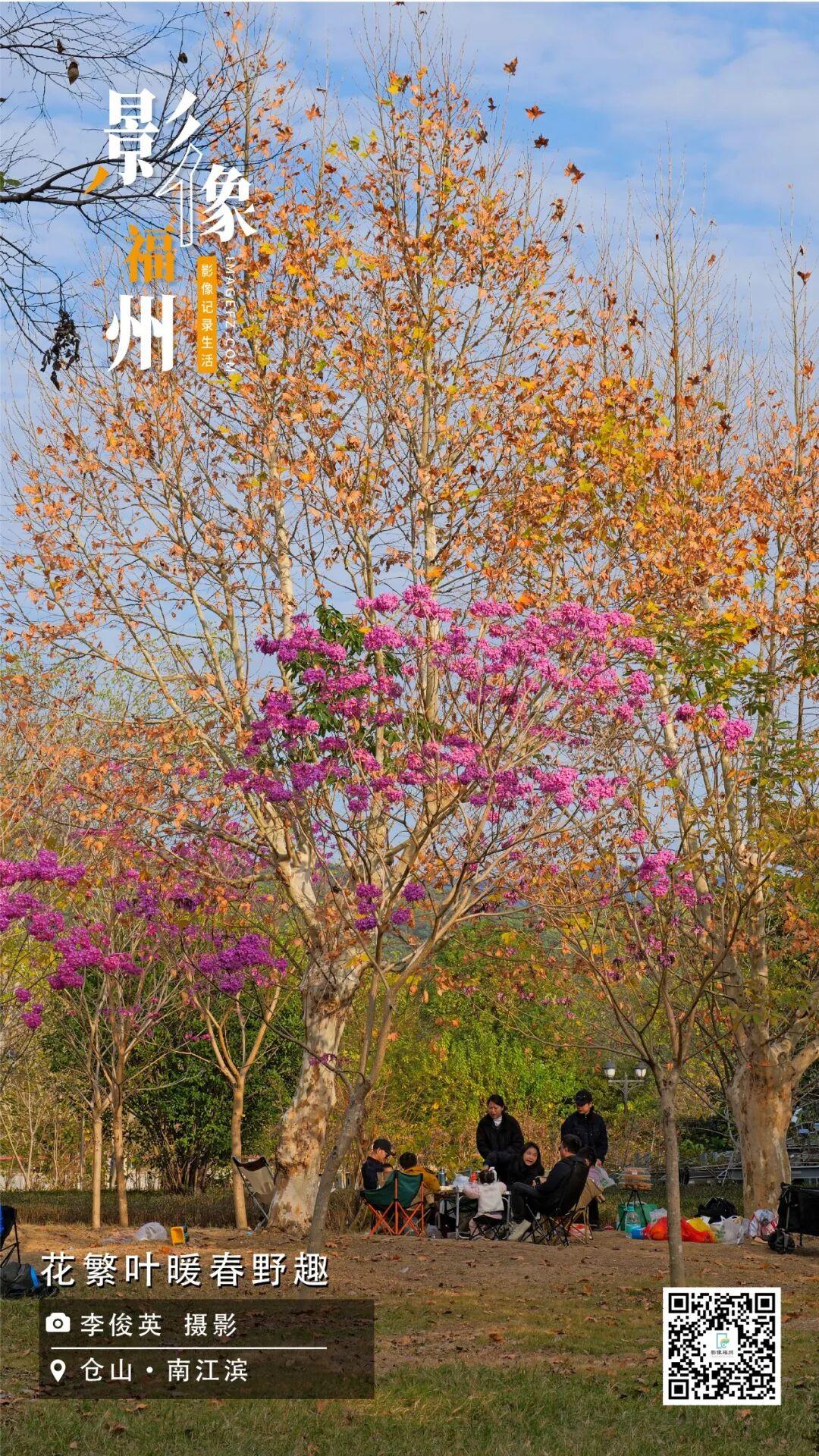 影像福州丨花繁叶暖春野趣