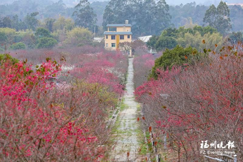 福州“樱花大观园”美上央视 春节假期是最佳观赏期