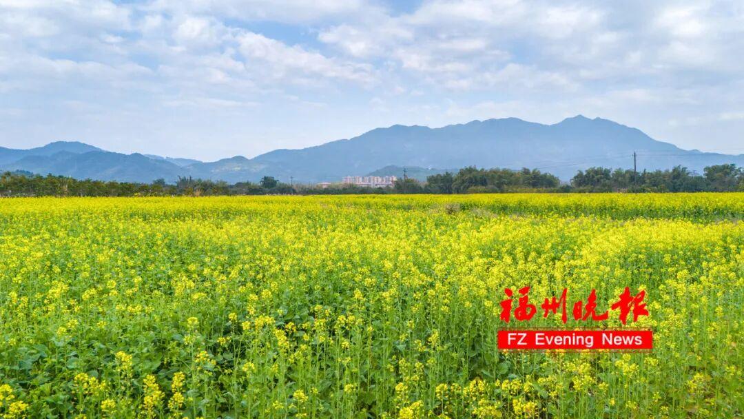 放风筝、露营、赏金黄花海！福州春节新添好去处