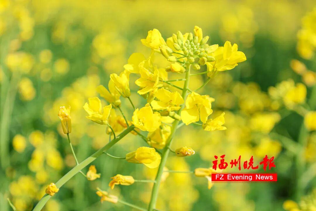 放风筝、露营、赏金黄花海！福州春节新添好去处