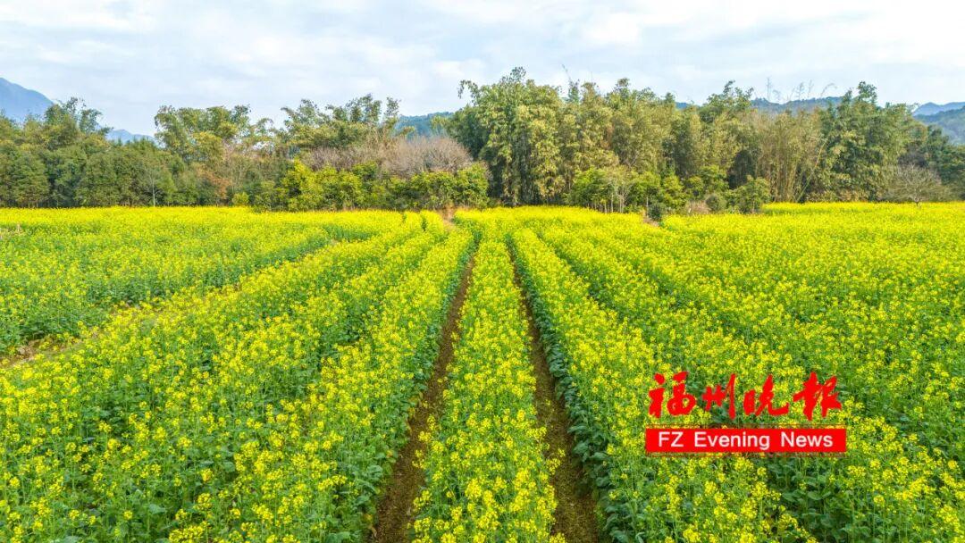 放风筝、露营、赏金黄花海！福州春节新添好去处