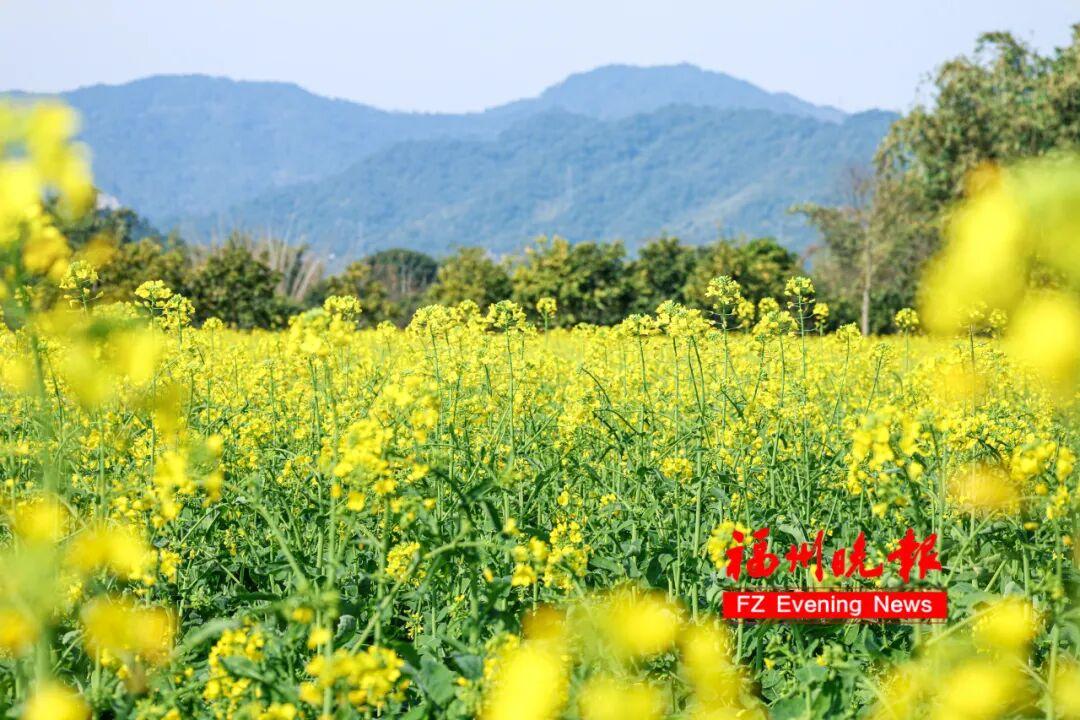 放风筝、露营、赏金黄花海！福州春节新添好去处