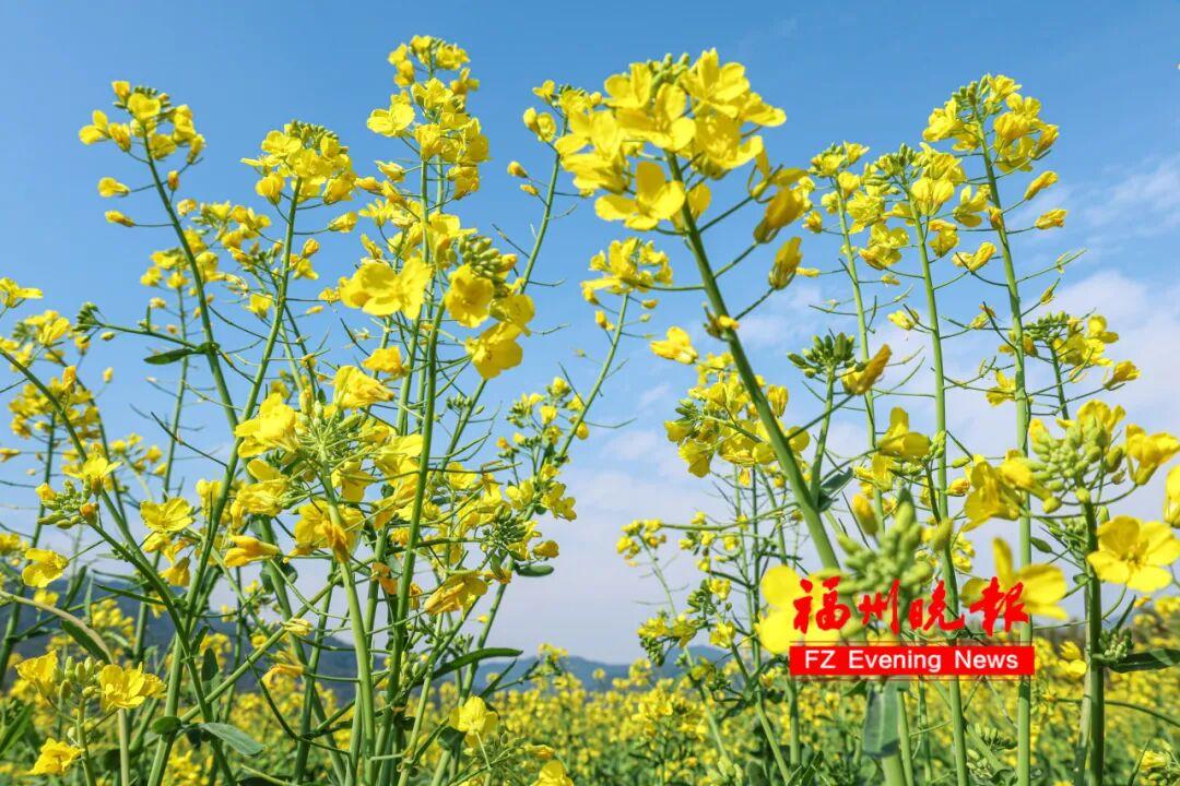 放风筝、露营、赏金黄花海！福州春节新添好去处