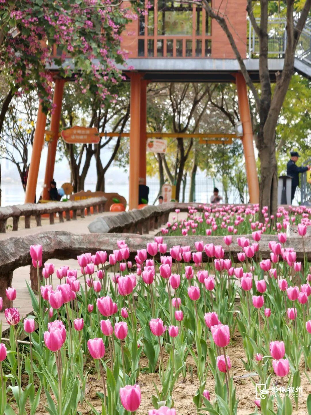 “郁”见美好！福州11万株郁金香盛开