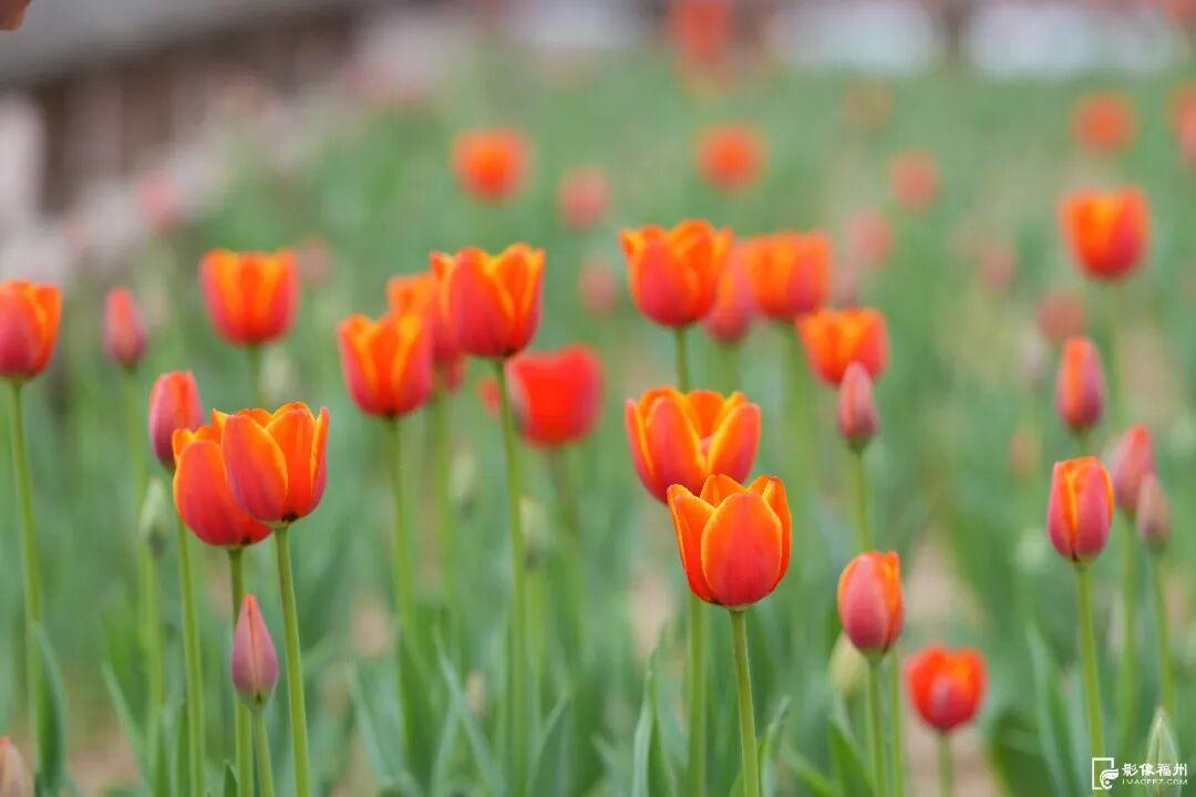 “郁”见美好！福州11万株郁金香盛开