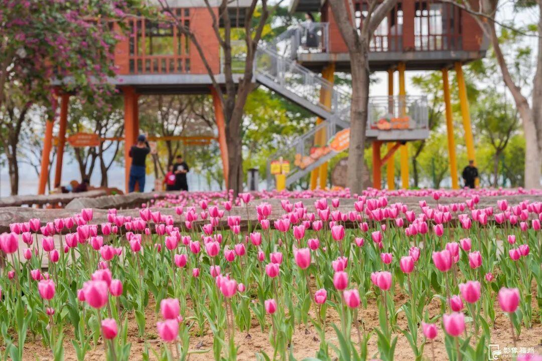 “郁”见美好！福州11万株郁金香盛开