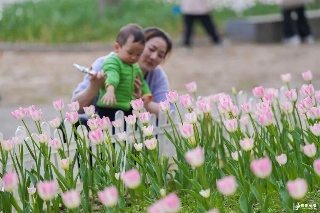 “郁”见美好！福州11万株郁金香盛开