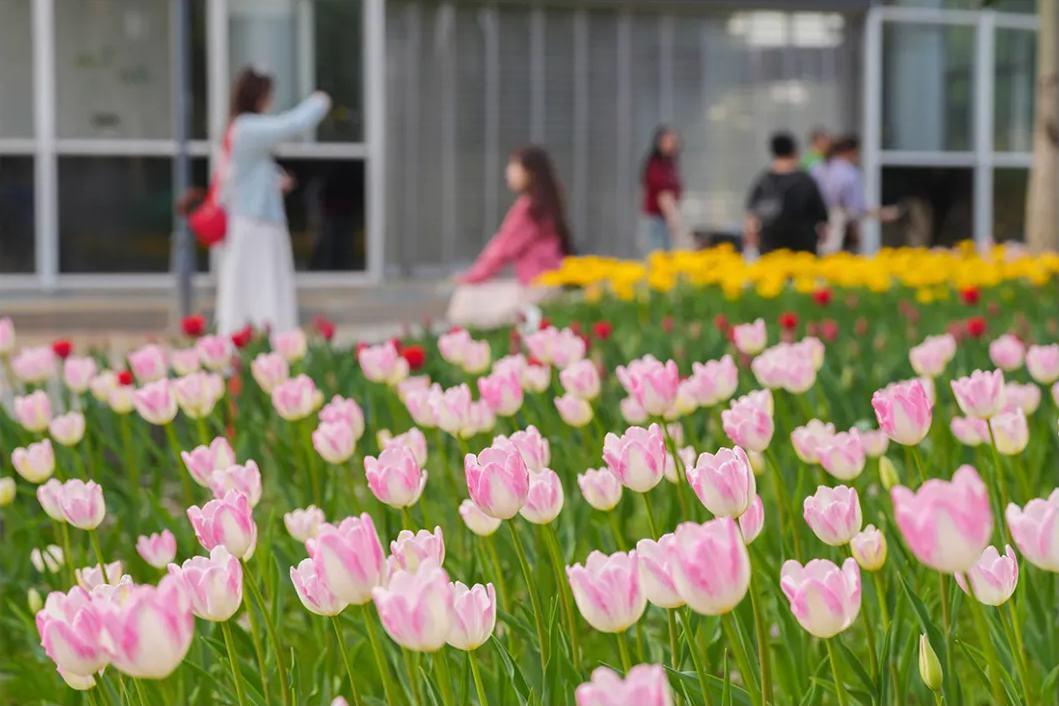 “郁”见美好！福州11万株郁金香盛开