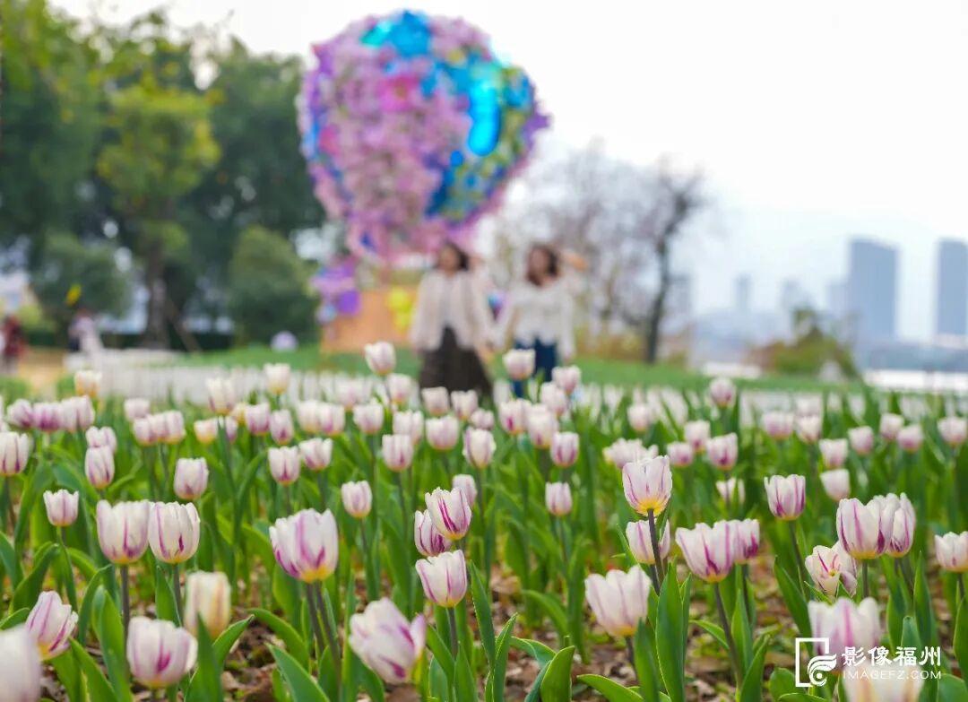 “郁”见美好！福州11万株郁金香盛开