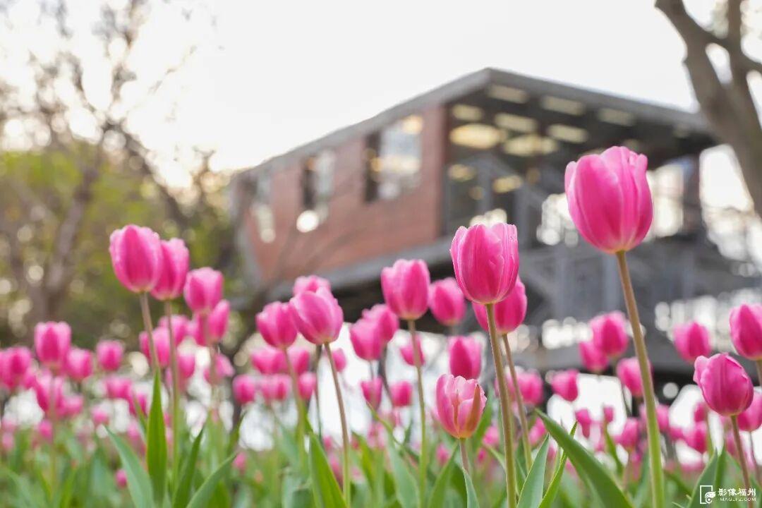 “郁”见美好！福州11万株郁金香盛开