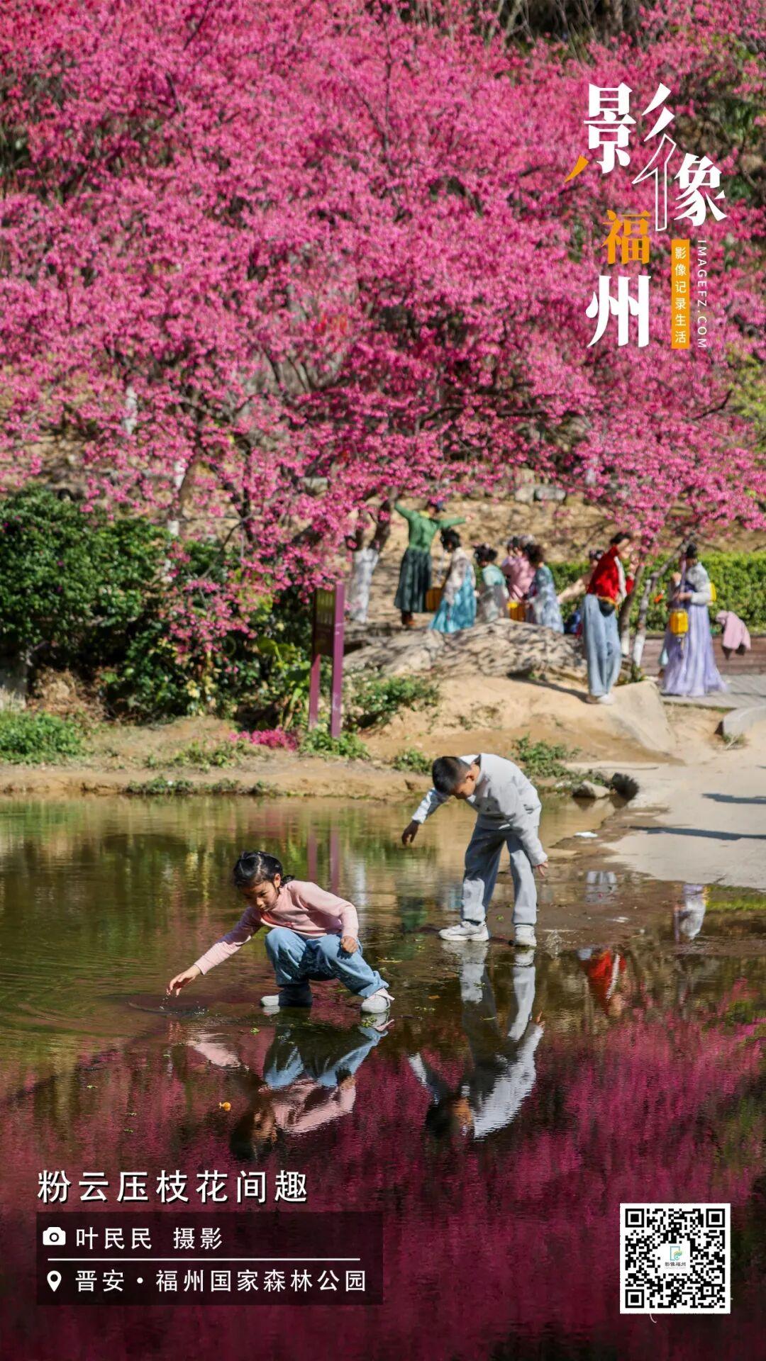 影像福州丨粉云压枝花间趣