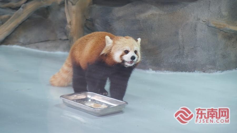 抢不到票？我直接去熊猫世界当志愿者！