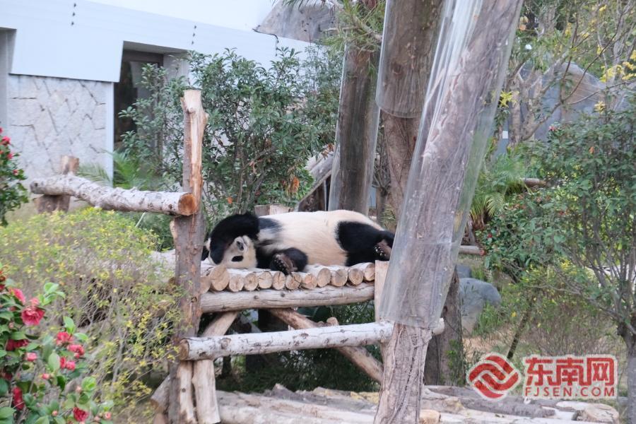 抢不到票？我直接去熊猫世界当志愿者！