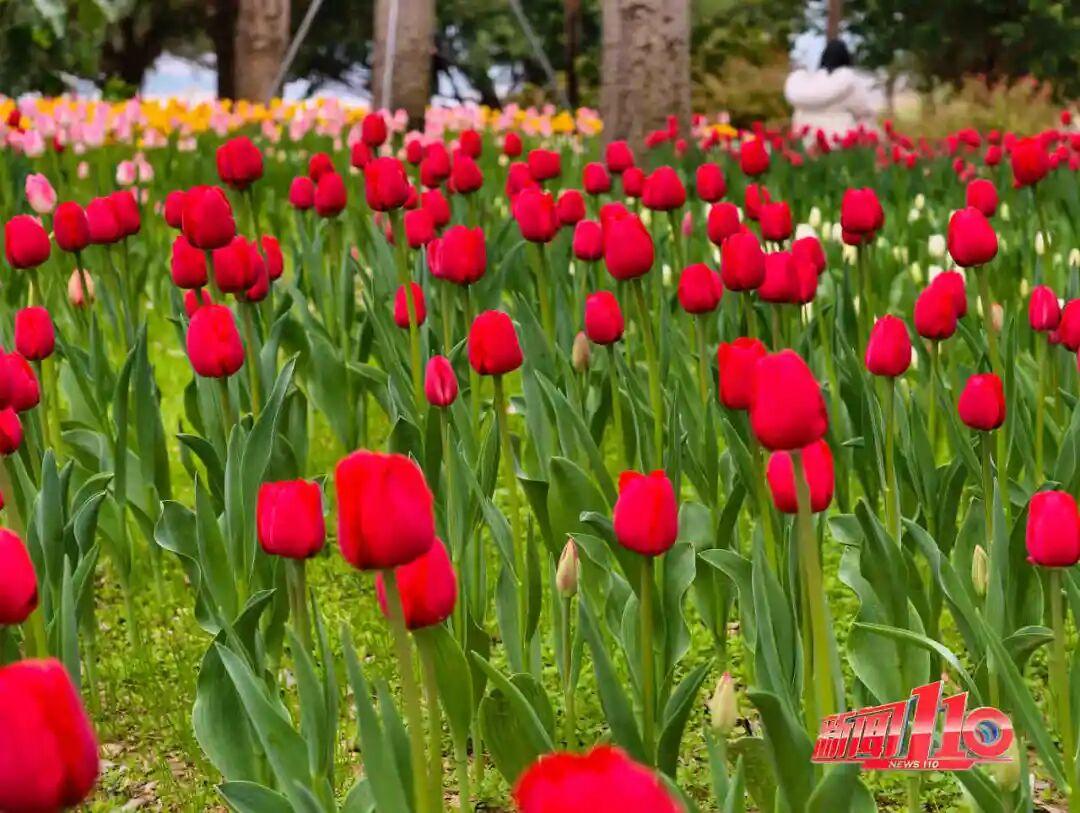美得藏不住，多片花海迎来盛花期！是时候来福州赏花啦！