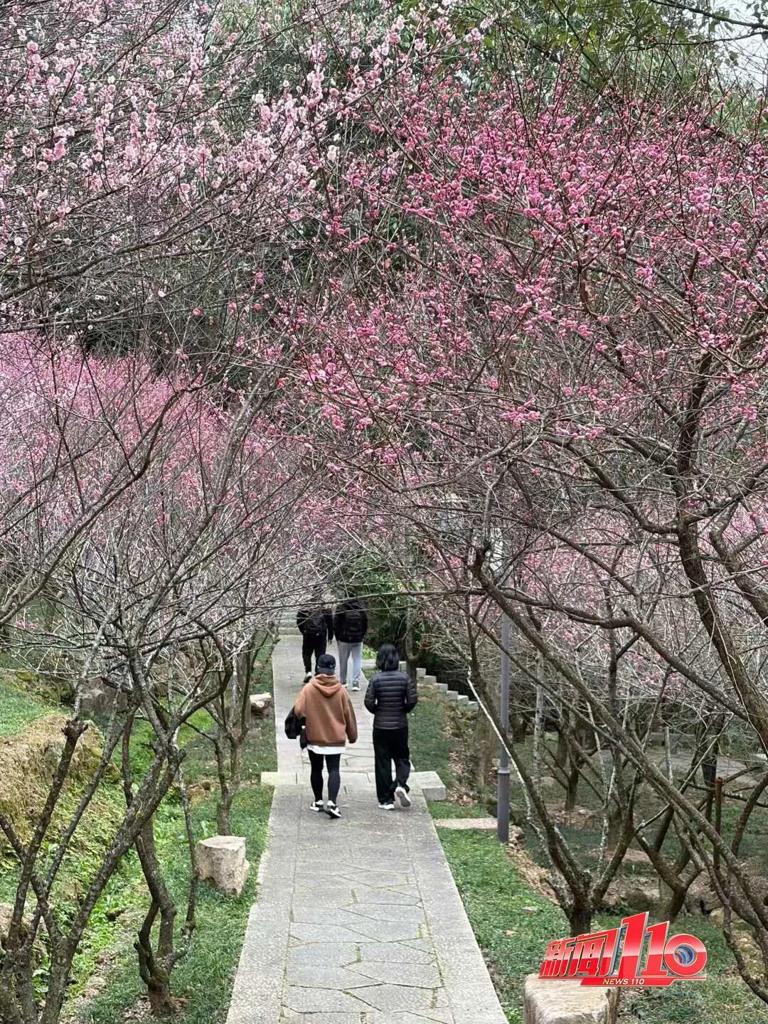 美得藏不住，多片花海迎来盛花期！是时候来福州赏花啦！