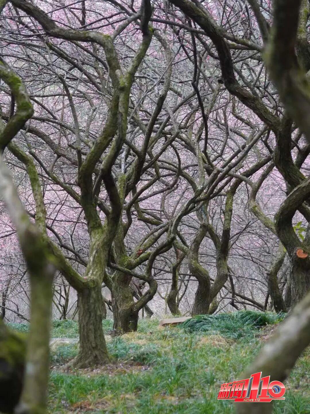 美得藏不住，多片花海迎来盛花期！是时候来福州赏花啦！